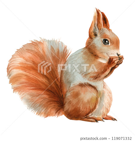 Cute squirrel Watercolor illustration on an isolated background. Forest cute animals eating a nut drawn in watercolor 119071332