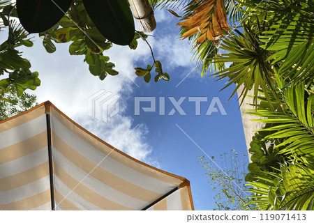 Colorful tropical leaves in branch and beach umbrella against the blue sky texture, fresh floral background and parasol Colorful tropical leaves in branch and beach umbrella against the blue sky texture, fresh floral background and parasol 119071413