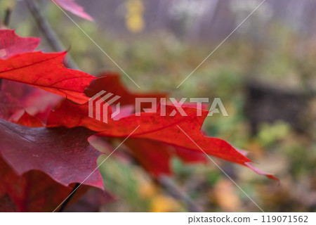 Close up of red Oak leaves changing colors in the fall in Carpathians, Ukraine Close up of red Oak leaves changing colors in the fall in Carpathians, Ukraine 119071562