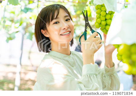 A woman picking grapes A woman picking fruit 119071834