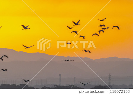 金色的早晨,鶴飛翔 金色的早晨,鶴飛翔 119072193