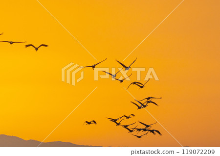Golden Morning - Cranes Flying 119072209