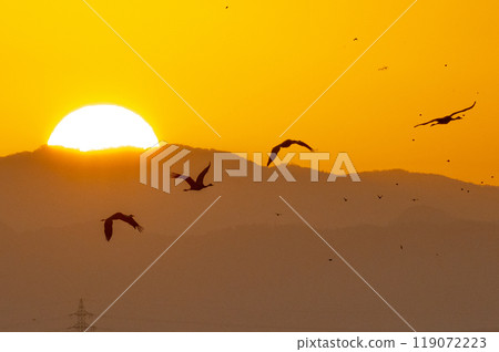 金色的早晨，鶴飛翔 119072223