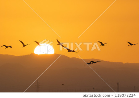 金色的早晨,鶴飛翔 金色的早晨,鶴飛翔 119072224
