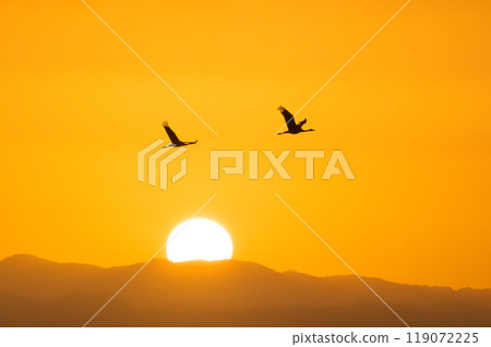 Golden Morning - Cranes Flying Golden Morning - Cranes Flying 119072225