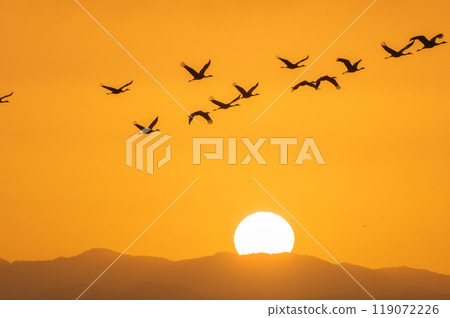 Golden Morning - Cranes Flying 119072226