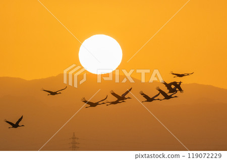Golden Morning - Cranes Flying 119072229