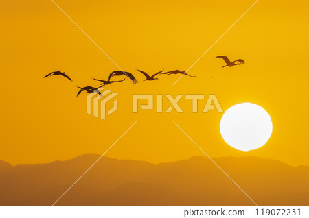 金色的早晨,鶴飛翔 金色的早晨,鶴飛翔 119072231