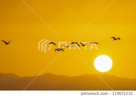 Golden Morning - Cranes Flying Golden Morning - Cranes Flying 119072232