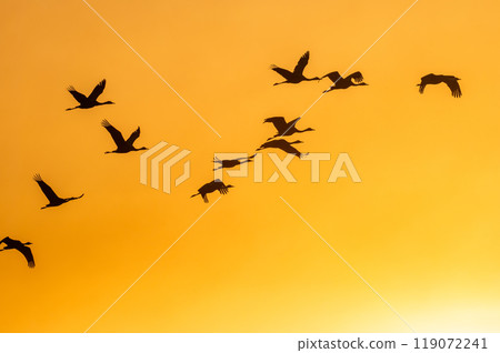金色的早晨，鶴飛翔 119072241