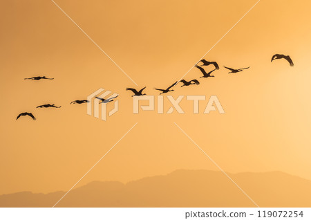 Golden Morning - Cranes Flying 119072254