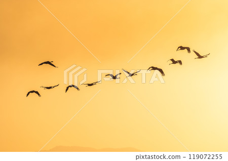 Golden Morning - Cranes Flying 119072255