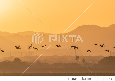 Golden Morning - Cranes Flying Golden Morning - Cranes Flying 119072275