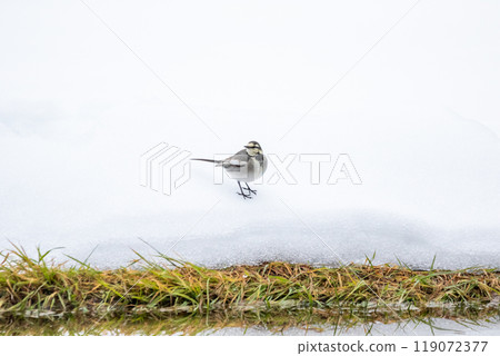 [Shirakawa-go] White wagtails playing on the snow 119072377