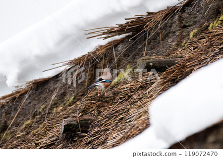 [Shirakawa-go] Jays playing on top of a Gassho-style building 119072470