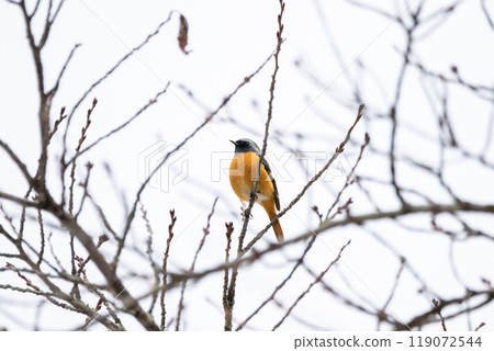 [白川鄉]雄性紅尾鴝棲息在樹枝上 119072544