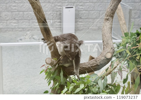 Koalas on the English hills of Awaji Island 119073237