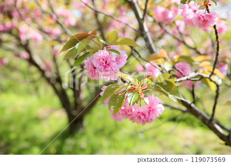 可愛的八重櫻花關山 可愛的八重櫻花關山 119073569