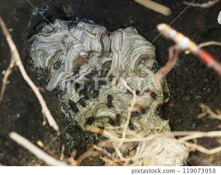 A beehive in a hole in the ground A beehive in a hole in the ground 119073958