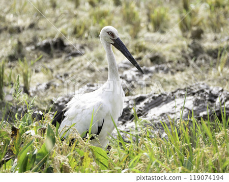 Stork in the rice field Stork in the rice field 119074194