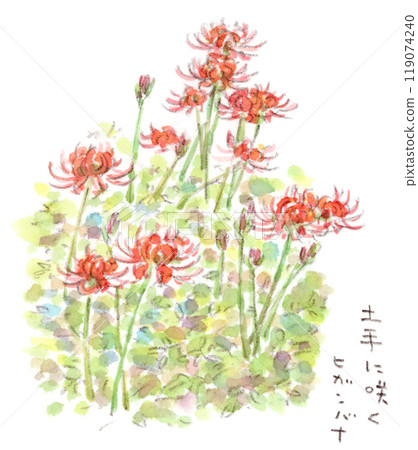Watercolor illustration of autumn flowers, red spider lilies (Higanbana, spider lilies, spider lilies) 119074240