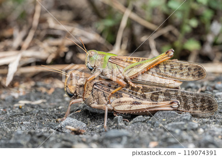 在街上交配的遷徙蝗蟲 119074391