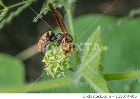 Polistes jokahamae 119074400