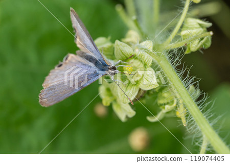 A swallowtail butterfly sucking nectar from a cucumber 119074405