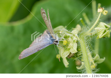A swallowtail butterfly sucking nectar from a cucumber 119074406