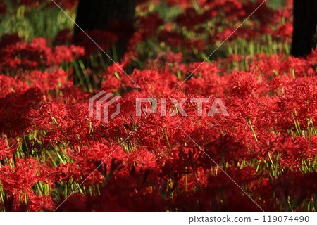 Cluster of cluster amaryllis 119074490