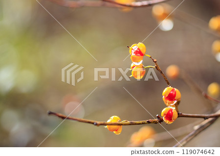 冬季森林場景：帶有雨滴的荊棘漿果 119074642