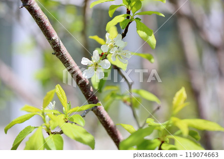 Prune flower purple jumbo Prune flower purple jumbo 119074663