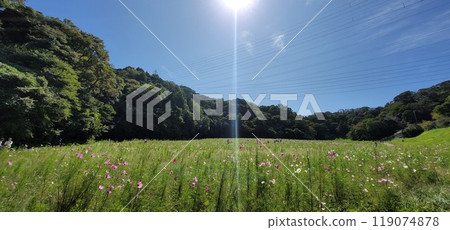 Flower field Cosmos 119074878