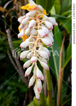 White shell ginger flowers with green leaves in the background, Okinawa Prefecture White shell ginger flowers with green leaves in the background, Okinawa Prefecture 119074883