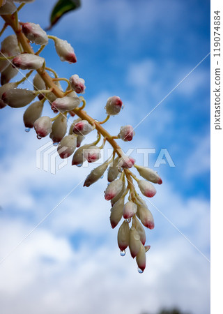 White shell ginger flowers with blue sky and white clouds in the background, Okinawa Prefecture White shell ginger flowers with blue sky and white clouds in the background, Okinawa Prefecture 119074884