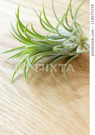 Air plants Air plants 119075159