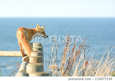 在桐達布岬遇見的狐狸 119075184