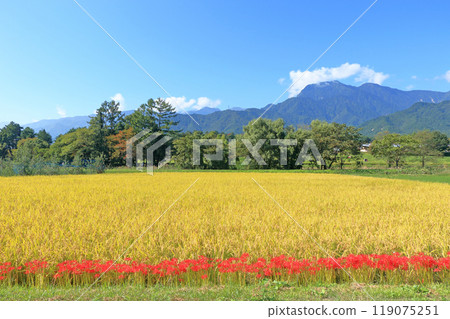 Autumn in Azumino with red spider lilies blooming Autumn in Azumino with red spider lilies blooming 119075251