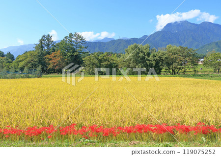 Autumn in Azumino with red spider lilies blooming Autumn in Azumino with red spider lilies blooming 119075252