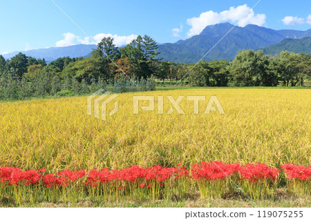 Autumn in Azumino with red spider lilies blooming 119075255