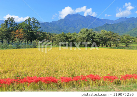 Autumn in Azumino with red spider lilies blooming Autumn in Azumino with red spider lilies blooming 119075256