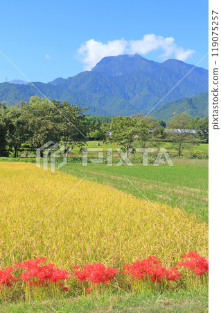 Autumn in Azumino with red spider lilies blooming 119075257