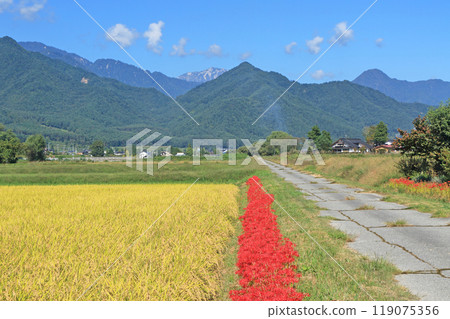 Autumn in Azumino with red spider lilies blooming 119075356