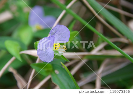 Usui tsutsusa 119075366