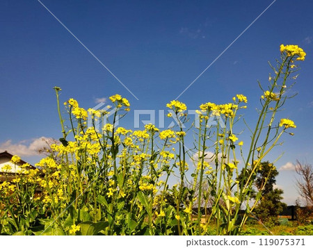 強姦在藍天開花 119075371