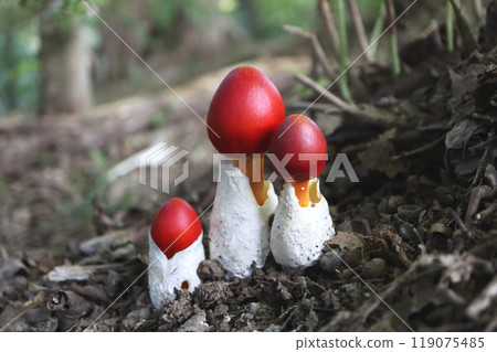 Tamagotake 119075485