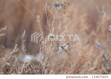 A male redpoll coming to eat grass seeds 119075603