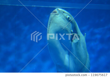 翻車魚向上游動 翻車魚向上游動 119075617