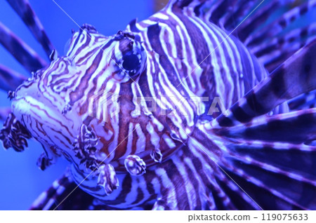 Lionfish swimming in an aquarium Lionfish swimming in an aquarium 119075633