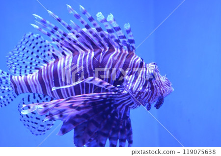 Lionfish swimming in an aquarium Lionfish swimming in an aquarium 119075638